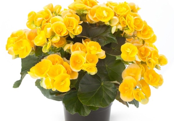 Begonia Ilonas kolekcija Nadine
