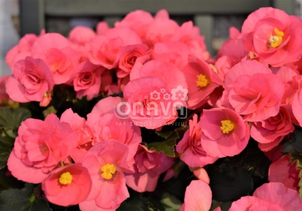 Begonia Adonia Pink