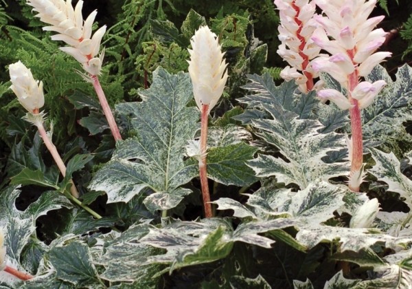 Acanthus mollis Whitewater