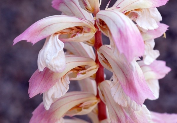 Acanthus mollis Whitewater