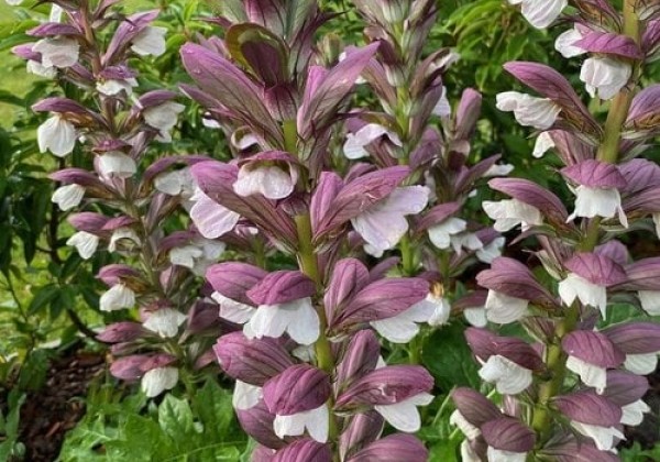 Acanthus hungaricus White Lips
