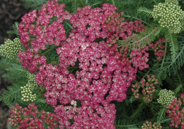 Achillea millefolium Saucy Seduction