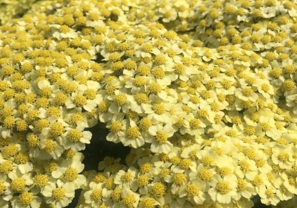 Achillea millefolium Sunny Seduction