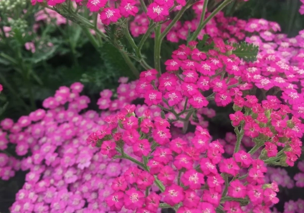 Achillea millefolium Tutti Frutti Pink Grapefruit
