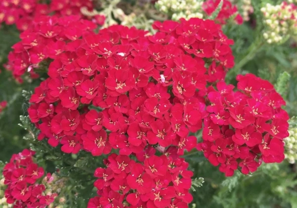 Achillea millefolium Tutti Frutti Pomegranate