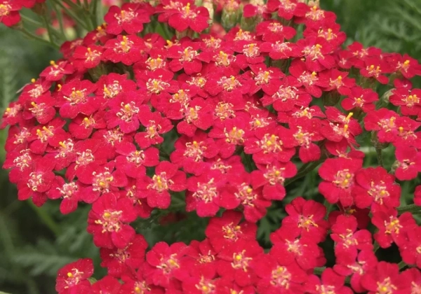 Achillea millefolium New Vintage Red