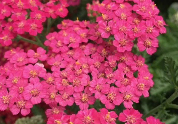 Achillea millefolium New Vintage Rose