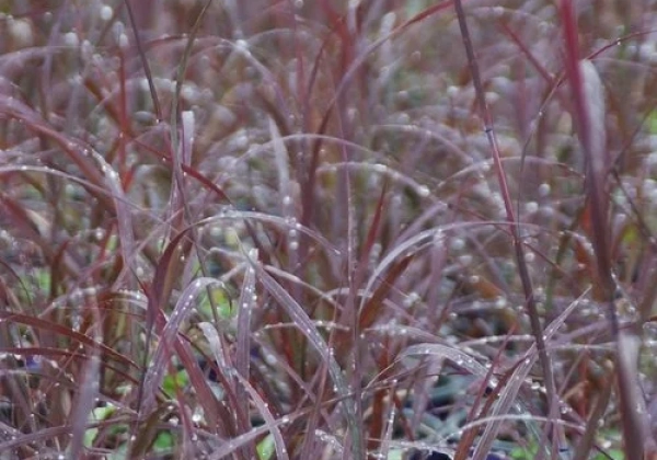 Andropogon gerardii Blackhawks