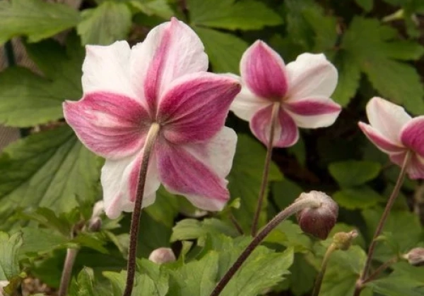 Anemone hybrida Dainty Swan