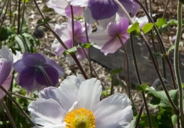 Anemone hybrida Dreaming Swan