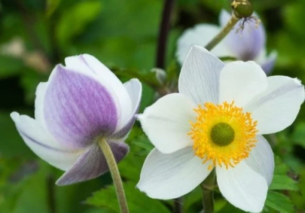 Anemone hybrida Elfin Swan