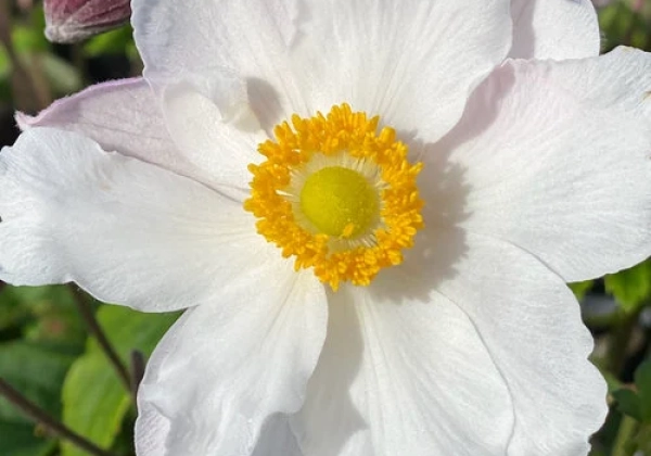 Anemone hybrida Fantasy Elsa