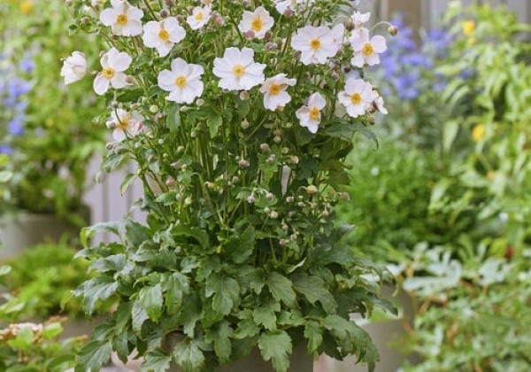 Anemone hybrida Fantasy Elsa