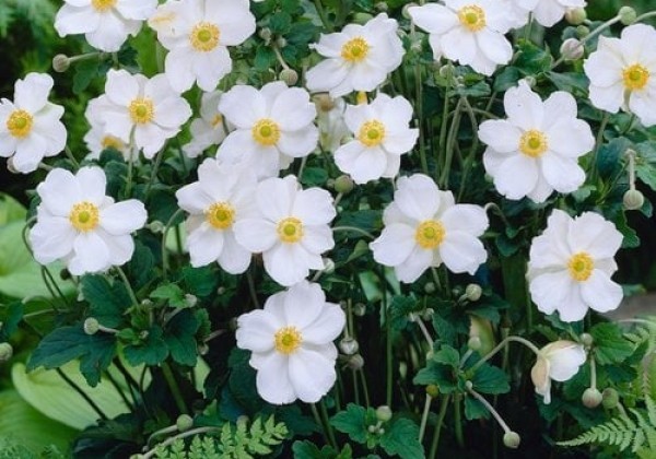 Anemone hybrida Honorine Jobert