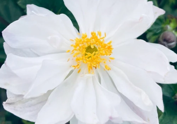 Anemone hybrida Fantasy Rapunzel