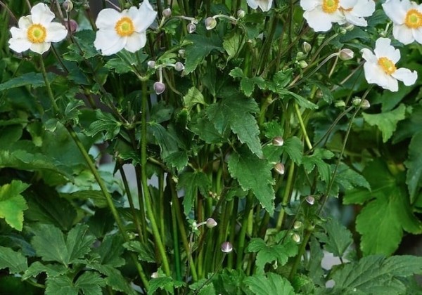 Anemone tomentosa  Royal Blanco