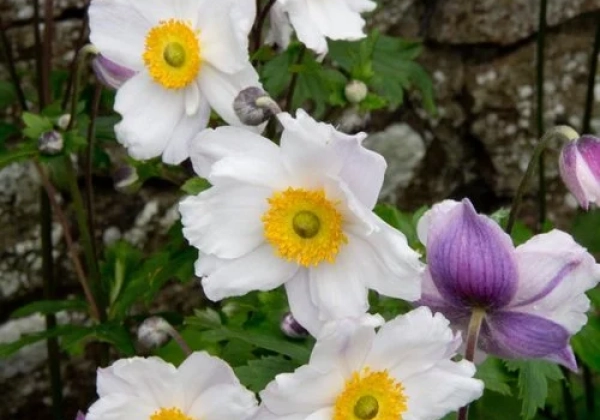 Anemone hybrida Ruffled Swan