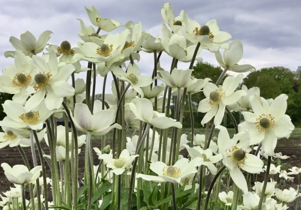 Anemone hybrida Spring Beauty White