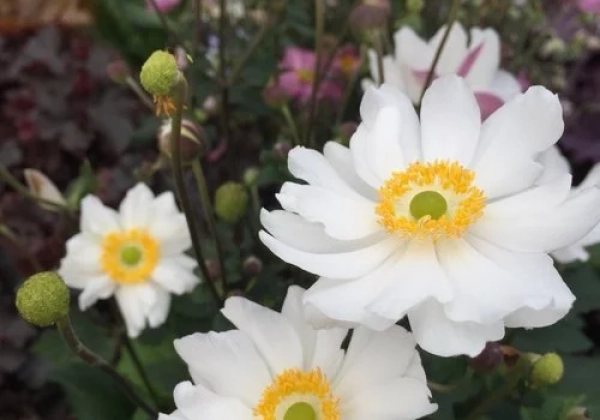 Anemone hybrida Snow Angel
