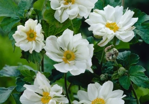 Anemone hybrida Whirlwind