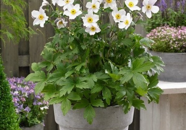Anemone hybrida Wild Swan