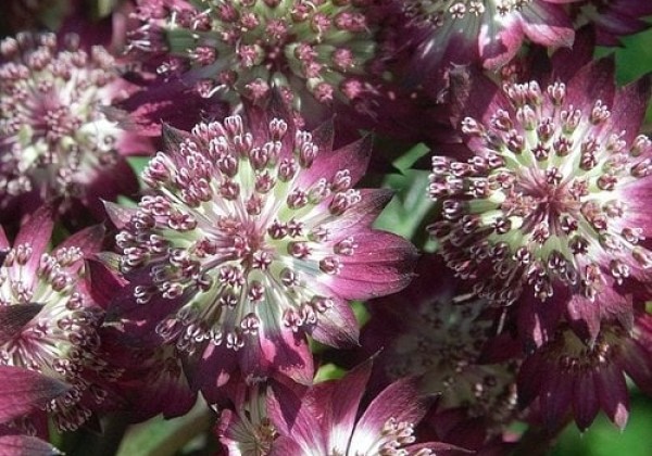 Astrantia major Star of Beauty