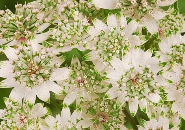 Astrantia major Star of Billion