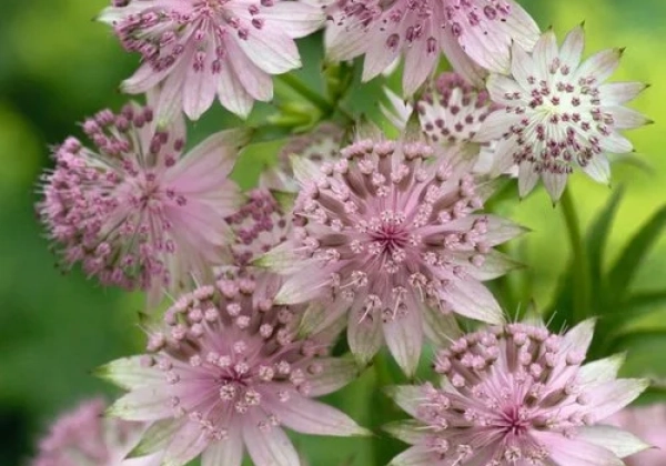 Astrantia major Buckland
