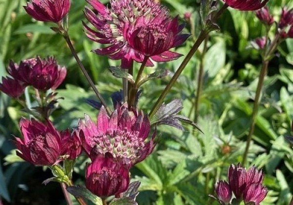 Astrantia major Burgundy Manor