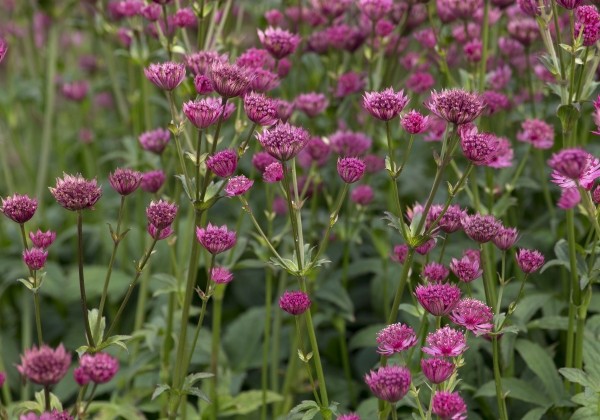 Astrantia major Capri