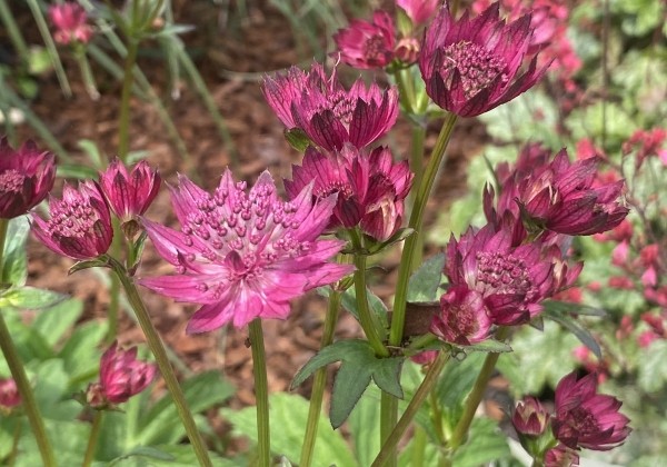 Astrantia major Capri