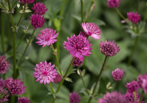 Astrantia major Capri
