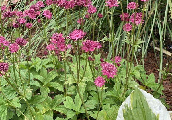 Astrantia major Capri