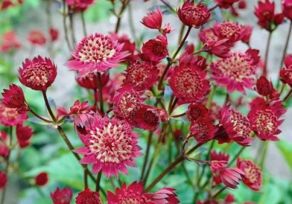 Astrantia major Claret