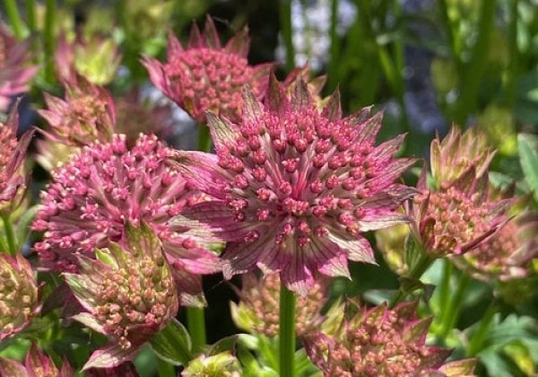 Astrantia major Pink Pride