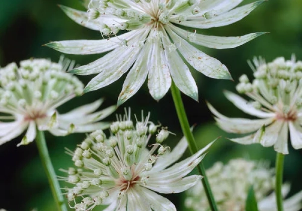Astrantia major Shaggy