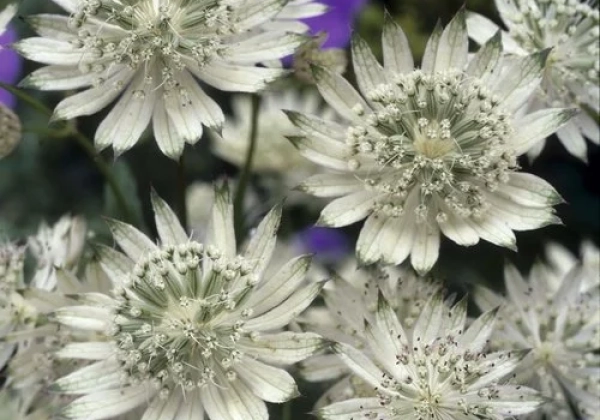 Astrantia major Snow Star