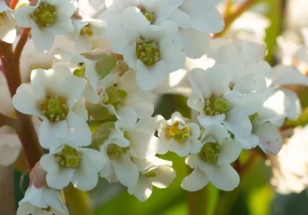 Bergenia cordifolia Bressingham White