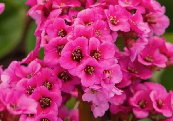 Bergenia cordifolia Bressingham Ruby