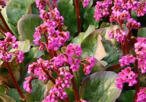 Bergenia cordifolia Eroica