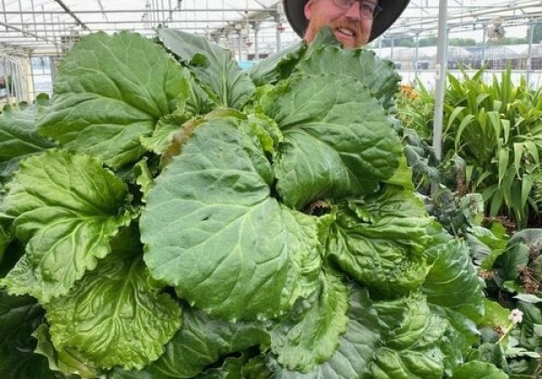 Bergenia cordifolia Ripple Effect