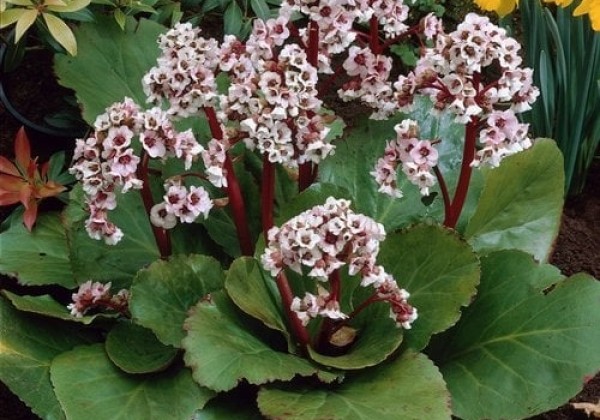 Bergenia cordifolia Silberlicht