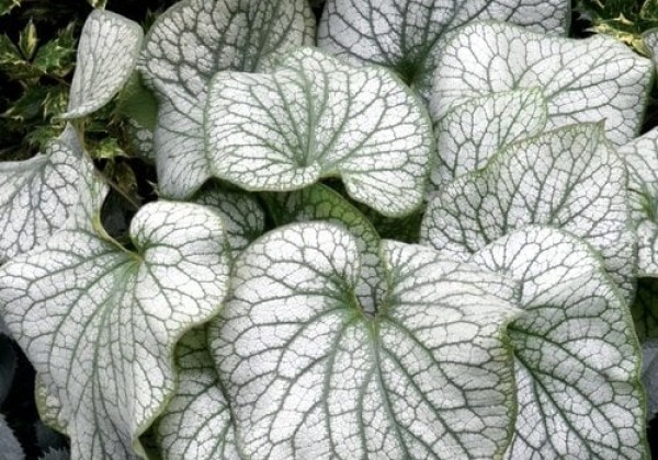 Brunnera macrophylla Alexander's Great