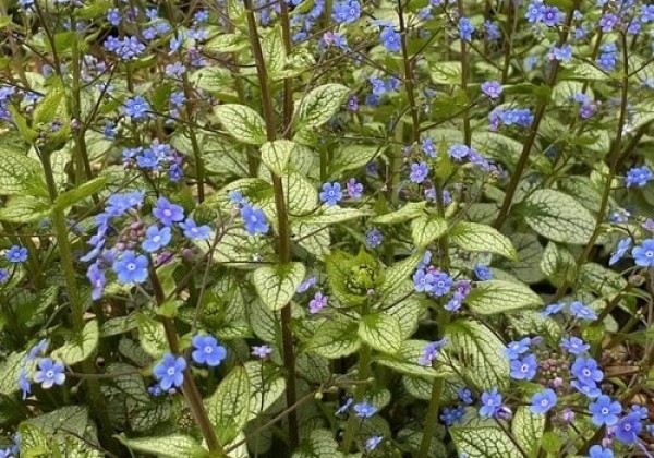 Brunnera macrophylla Alexandria