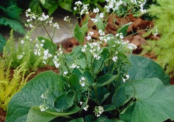 Brunnera macrophylla Betty Bowring