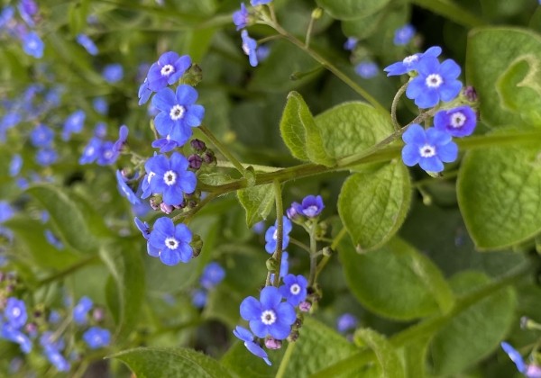 Brunnera macrophylla Caucasian Carpet