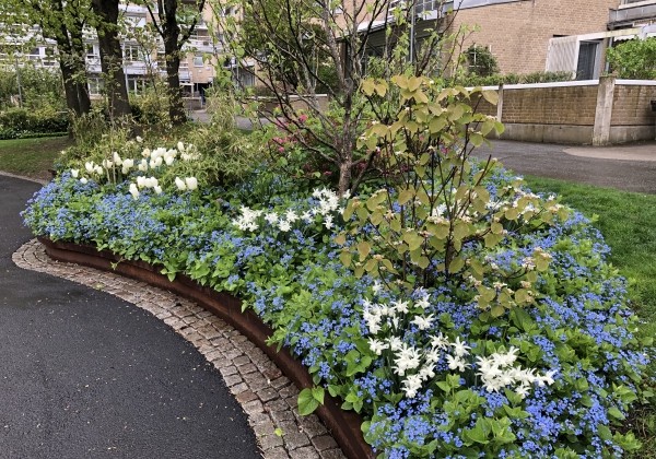 Brunnera macrophylla Caucasian Carpet