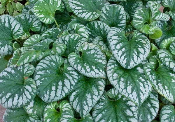 Brunnera macrophylla Emerald Mist