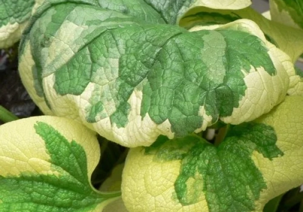 Brunnera macrophylla Hadspen Cream