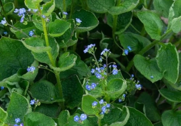 Brunnera macrophylla